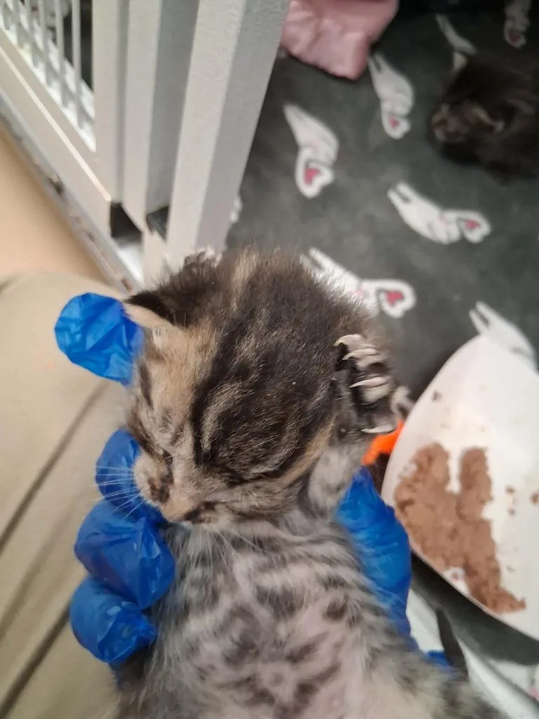 A baby small-sized female Domestic Short Hair cat named Pickles for adoption in Waverly, NY
