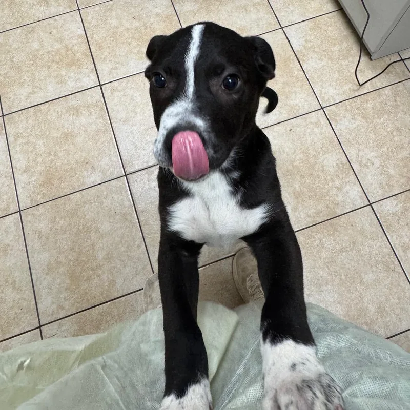 A baby medium-sized male Black Labrador Retriever dog named Hudson for adoption in Pekin, IL