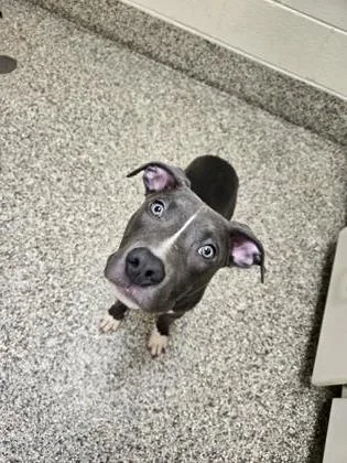 A baby medium-sized male Pit Bull Terrier dog named Pickle for adoption in Westland, MI