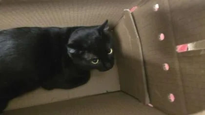 Minnie Meows thumbnail 2