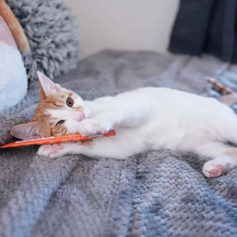 A baby small-sized male Orange & White Domestic Short Hair cat named Gouda for adoption in Antioch, CA