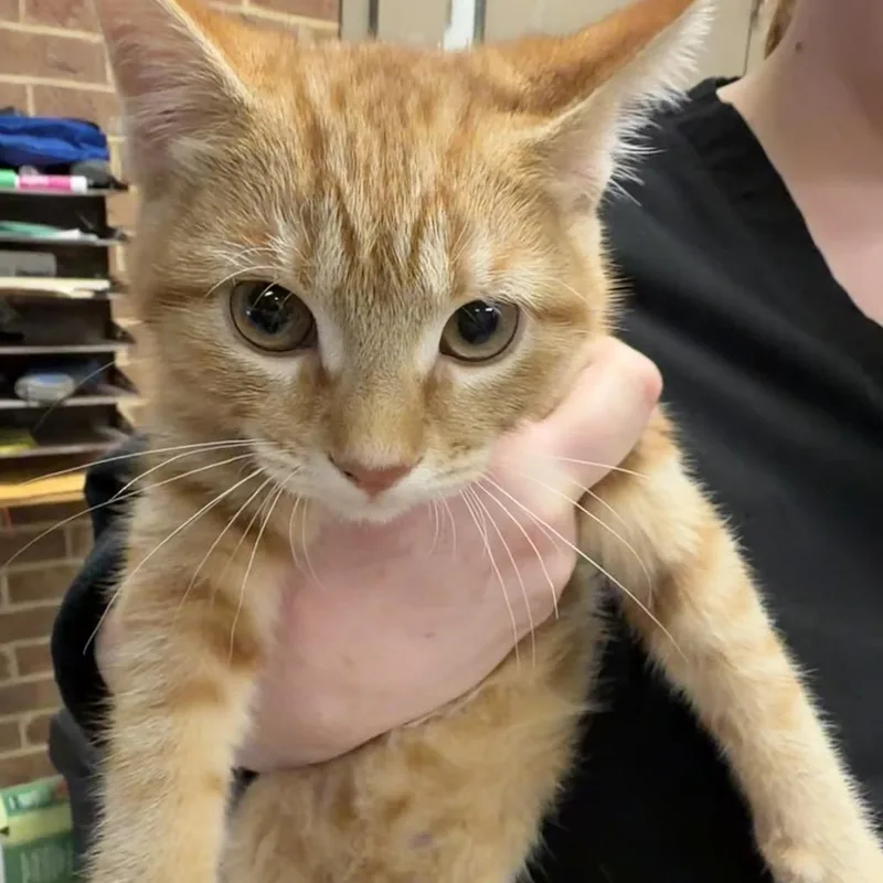 A baby small-sized female Domestic Short Hair cat named Kyle for adoption in Birmingham, AL