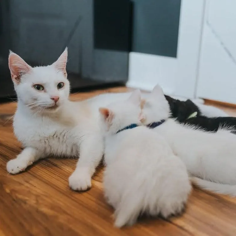 A young medium-sized female White Domestic Short Hair cat named Mama Morton for adoption in Kentwood, MI