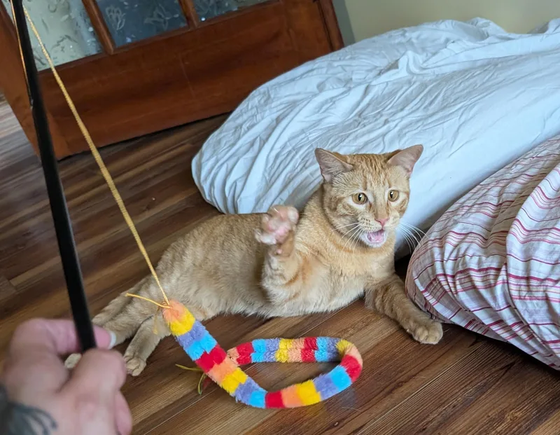 A young medium-sized female Tabby (Orange / Red) Domestic Short Hair cat named Jovie for adoption in Manhattan, KS