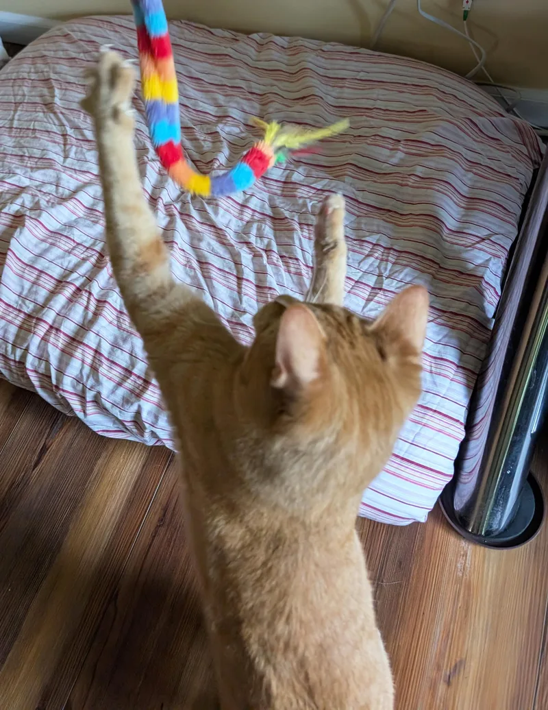 Jovie thumbnail 6