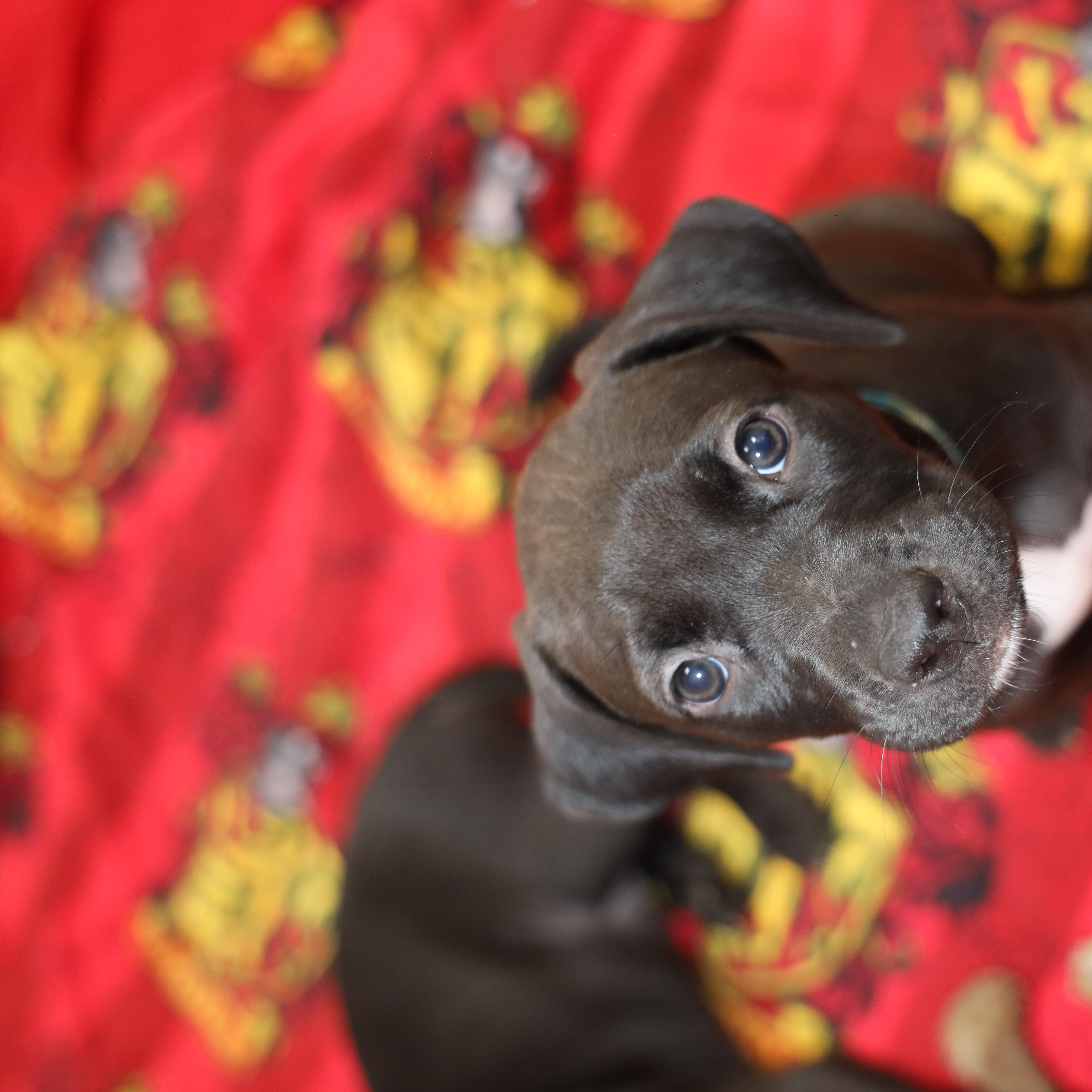 A baby large-sized female Black Mixed Breed dog named Scorpio for adoption in Allegan, MI