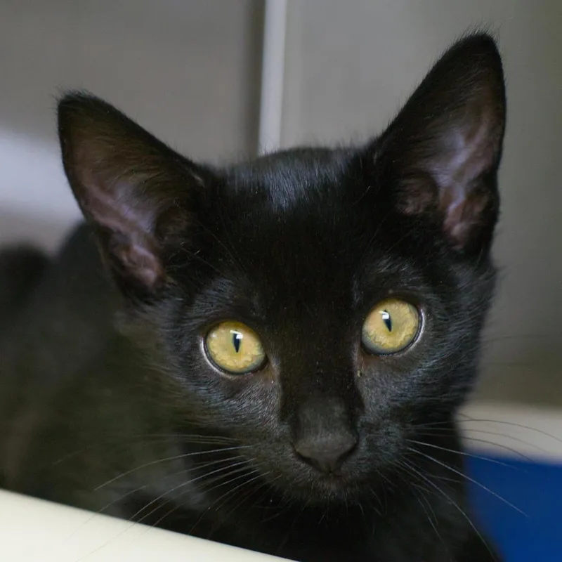 A baby medium-sized female Domestic Short Hair cat named Nori for adoption in Shoreline, WA