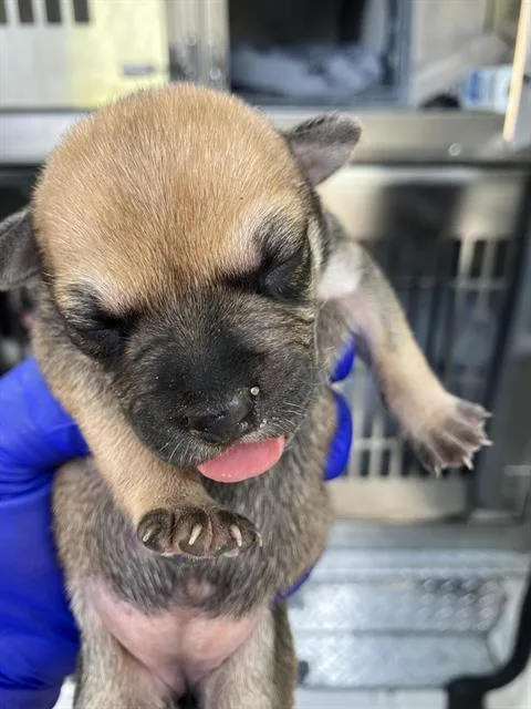 A baby medium-sized male Mixed Breed dog named Buddy for adoption in Dallas, TX