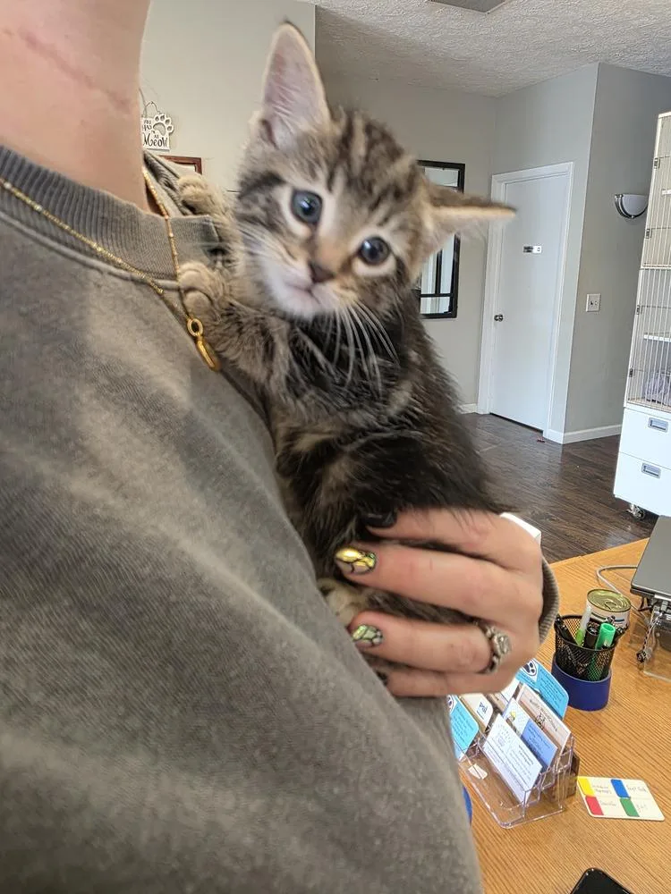 A baby small-sized male Tabby (Brown / Chocolate) Domestic Short Hair cat named Solo for adoption in Metamora, IL