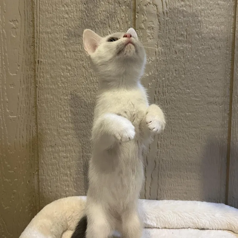 A baby small-sized female White Domestic Short Hair cat named Miranda for adoption in Abingdon, MD
