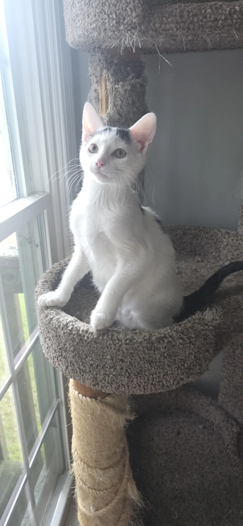 A young medium-sized male White Domestic Short Hair cat named Ghost for adoption in Marietta, GA