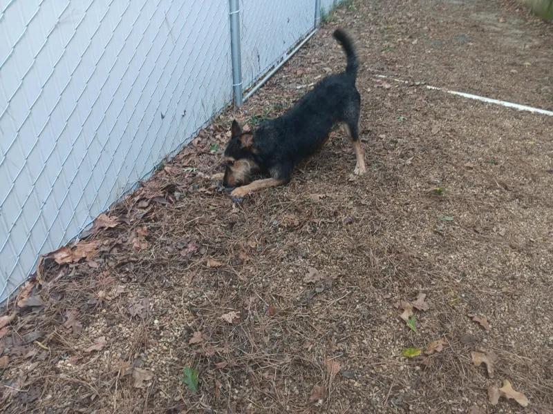 An adult medium-sized female Mixed Breed dog named CeCe for adoption in North Little Rock, AR