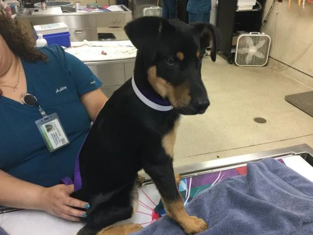 A young small-sized male Doberman Pinscher dog named Benny for adoption in Riverside, CA