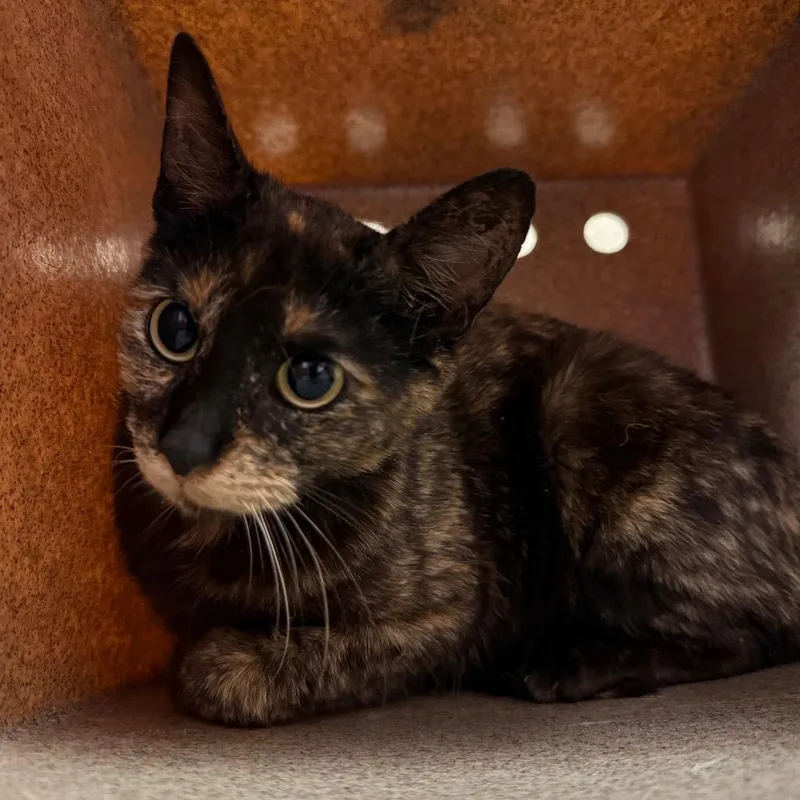 An adult medium-sized female Tortoiseshell Domestic Short Hair cat named Torie for adoption in Birmingham, AL