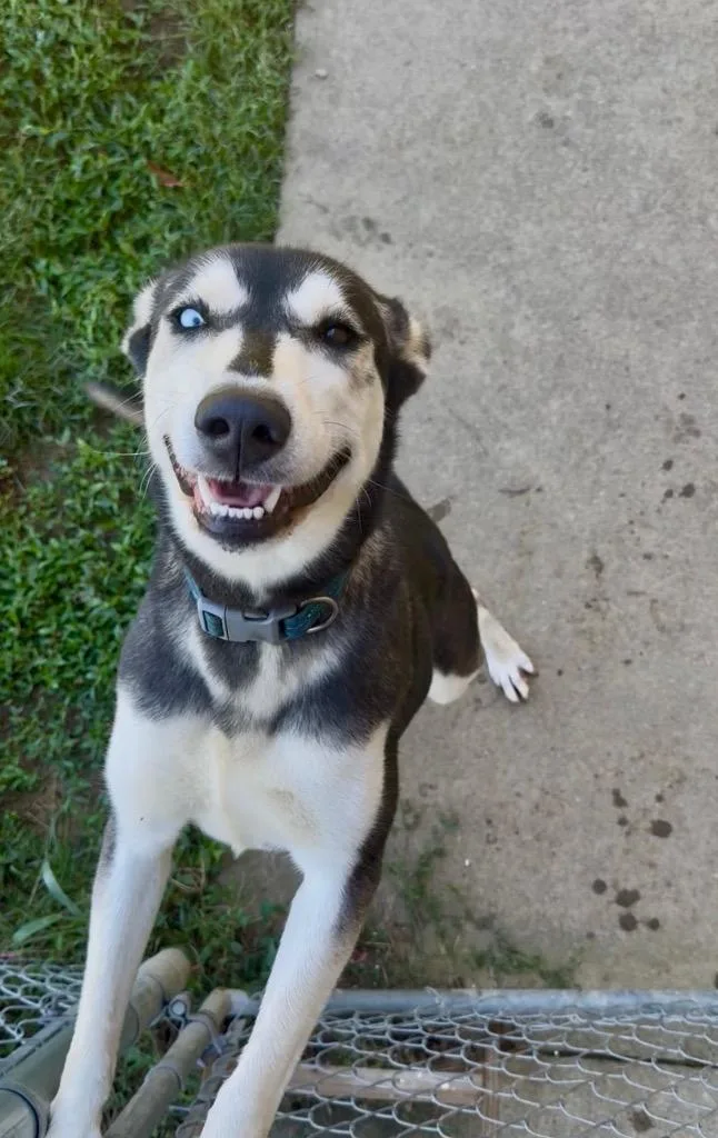 A young large-sized female Husky dog named Nymeria for adoption in West Union, OH