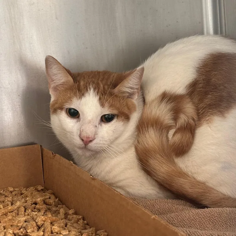 An adult medium-sized male Domestic Short Hair cat named Tangerine for adoption in Birdsboro, PA