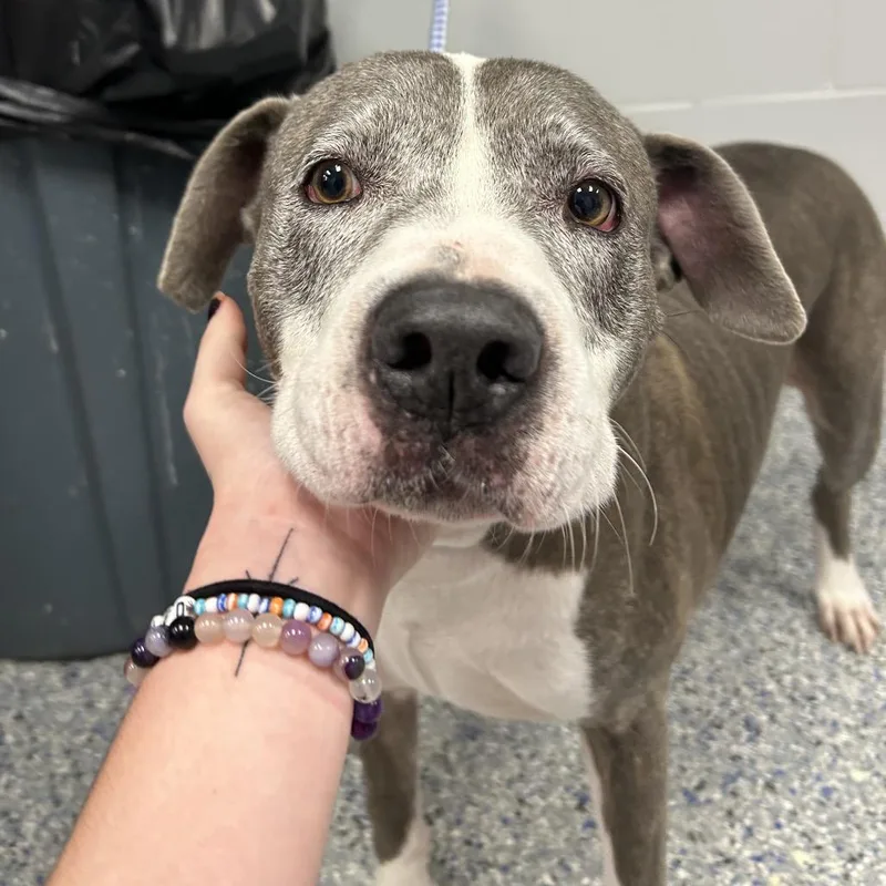 A senior medium-sized female Gray / Blue / Silver Mixed Breed dog named Marilyn May for adoption in Greenville, SC