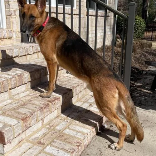An adult large-sized male Bicolor German Shepherd Dog dog named Ozzy for adoption in Washington DC, DC