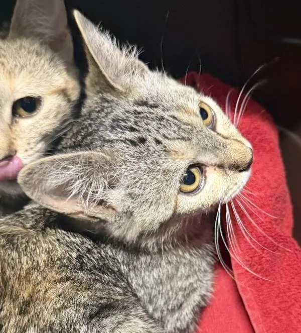 A baby medium-sized female Domestic Short Hair cat named Grand Marnier for adoption in El Cajon, CA