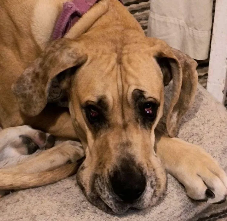 Novaleigh thumbnail 2