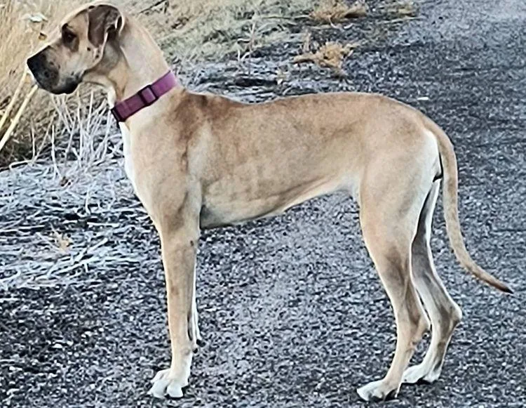 Novaleigh thumbnail 3