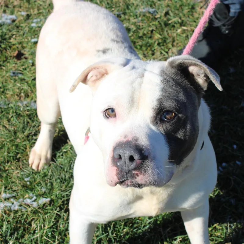 A senior medium-sized male White / Cream Pit Bull Terrier dog named Fjord for adoption in Champaign, IL