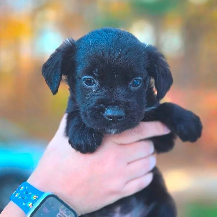 A baby medium-sized male Black Shepherd dog named CT Peanut avail Nov for adoption in Eastford, CT