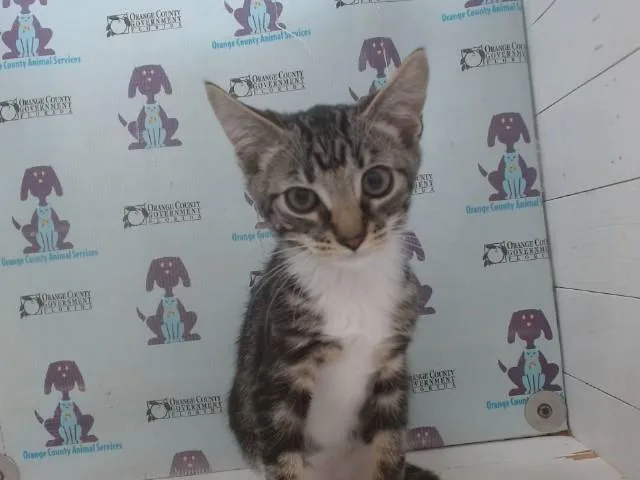 A baby small-sized male Domestic Short Hair cat named Comet for adoption in Orlando, FL