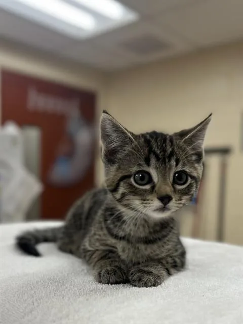 A baby small-sized female Domestic Short Hair cat named Dana for adoption in Aliquippa, PA