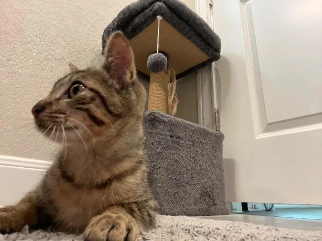 A baby small-sized male Domestic Short Hair cat named Manny for adoption in New Braunfels, TX