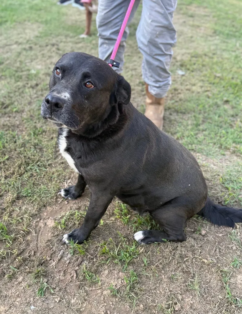 A senior medium-sized female Pit Bull Terrier dog named Pebbles for adoption in Pembroke, MA