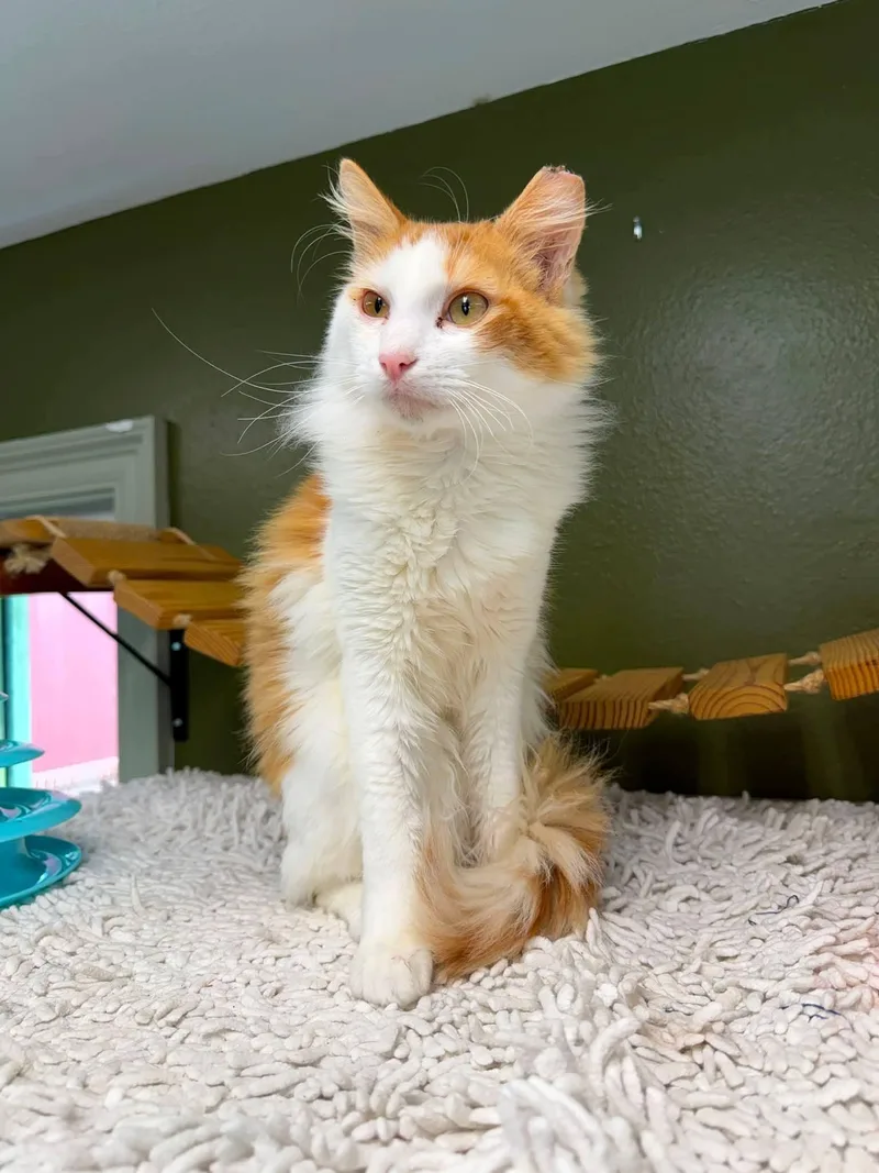 A young medium-sized male Orange & White Domestic Medium Hair cat named Creamsicle for adoption in Baton Rouge, LA