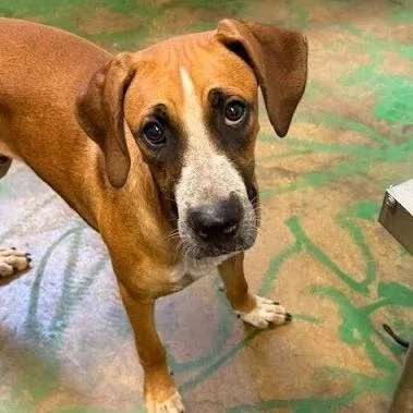 A young medium-sized male Red / Chestnut / Orange Hound dog named John Boy for adoption in Hattiesburg, MS