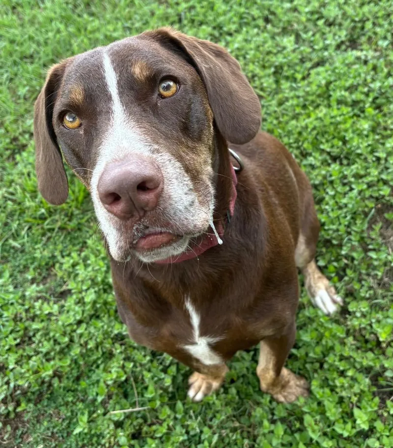An adult medium-sized male Mixed Breed dog named Choppa for adoption in Ocala, FL