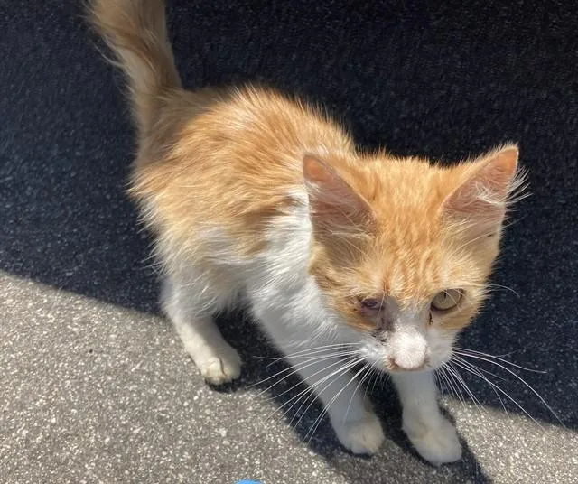 A young small-sized male Domestic Short Hair cat named Morty for adoption in Long Beach, CA