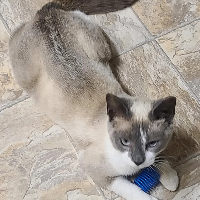 An adult medium-sized female Blue Cream Domestic Short Hair cat named Marilyn for adoption in Germansville, PA
