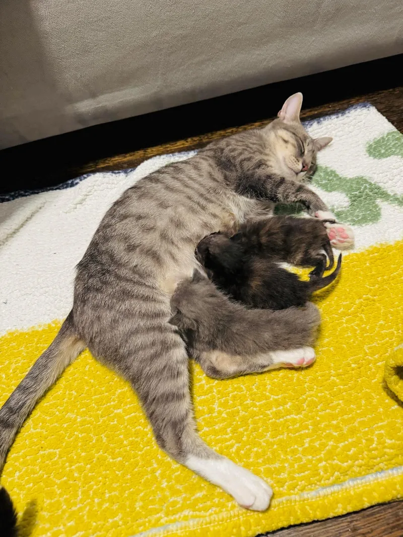 A young medium-sized female Domestic Short Hair cat named Miss McDonald for adoption in Rochester , NY