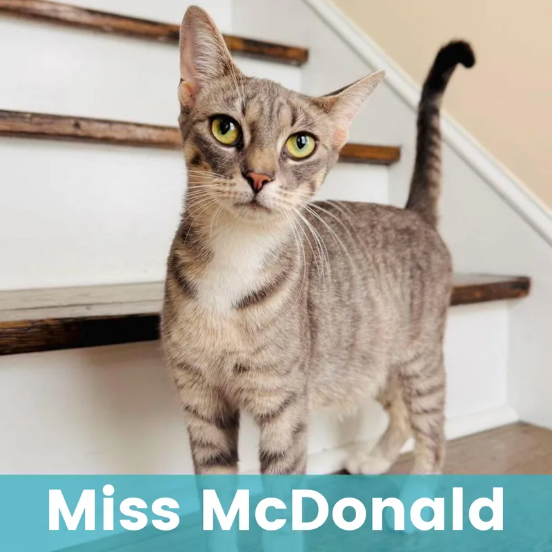 Miss McDonald thumbnail 4