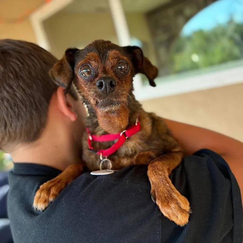 A senior small-sized male Brown / Chocolate Miniature Pinscher dog named Dudley for adoption in Ramona, CA
