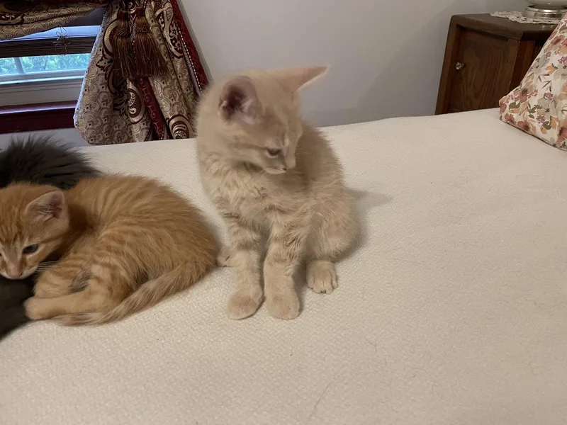 A baby medium-sized male Buff / Tan / Fawn Domestic Short Hair cat named Derby for adoption in Walled Lake, MI