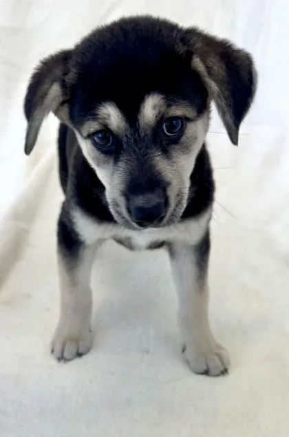 A young large-sized female German Shepherd Dog dog named Raven for adoption in Buffalo, MN