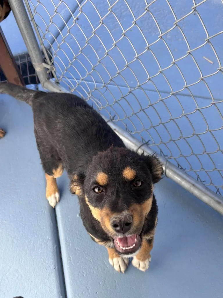 A baby small-sized female Shepherd dog named Flo for adoption in Moriarty, NM
