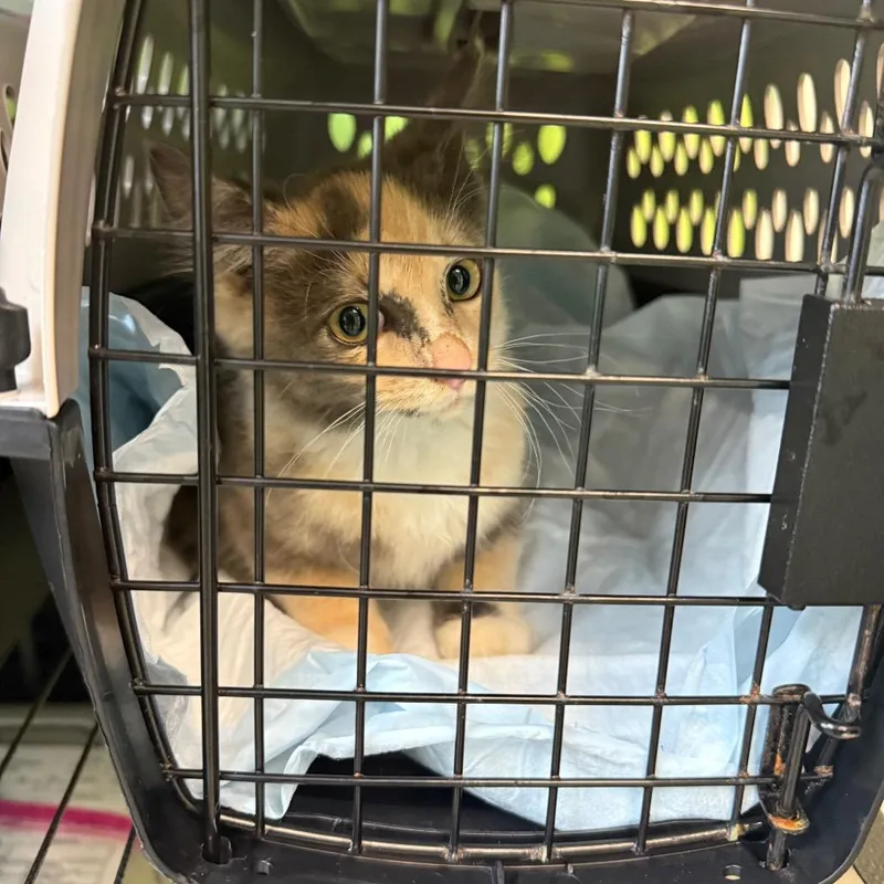 A baby small-sized female Black Domestic Short Hair cat named Sarah for adoption in Emporia, KS