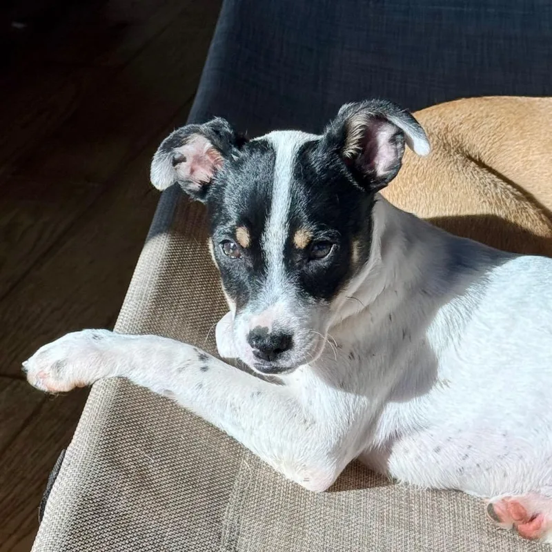 A baby small-sized male Rat Terrier dog named Squirt for adoption in Huntsville, AL