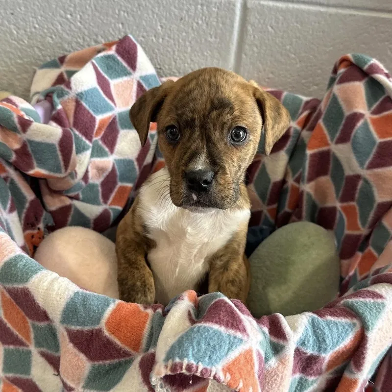 A baby medium-sized male Boxer dog named Pumbaa for adoption in Philadelphia, PA