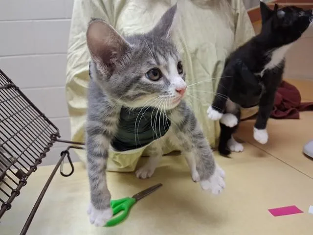 A baby small-sized female Domestic Short Hair cat named Marshmallow for adoption in Colorado Springs, CO