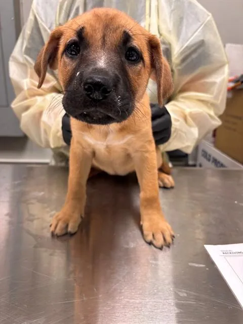A baby small-sized female German Shepherd Dog dog named Etta for adoption in Ontario, CA