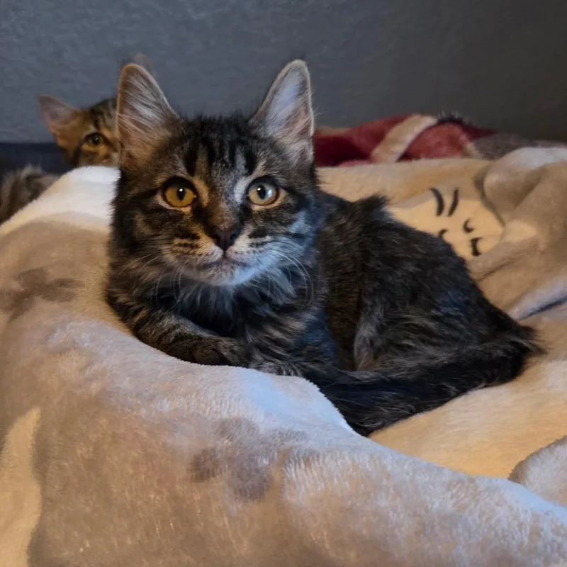 A baby small-sized female Brown / Chocolate Domestic Short Hair cat named Cakey Cat for adoption in Las Vegas, NV