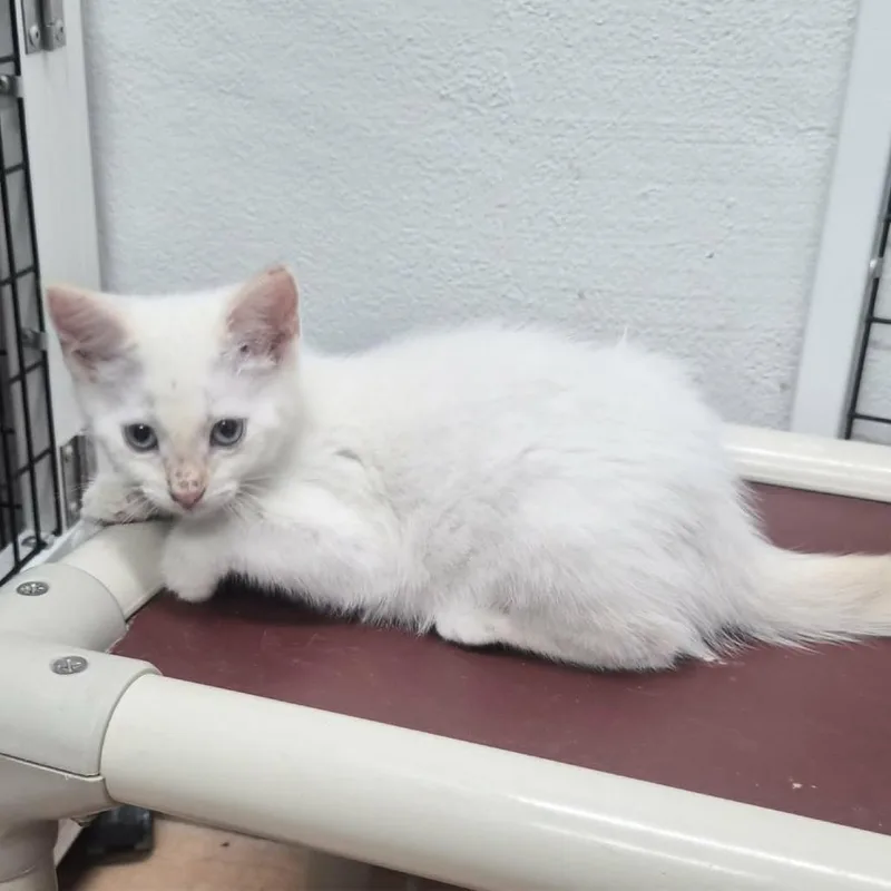 A baby small-sized female Cream / Ivory Domestic Short Hair cat named Shakira for adoption in Las Cruces, NM