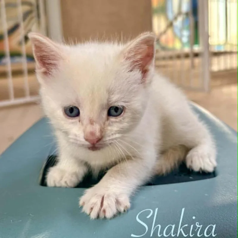 Shakira thumbnail 2